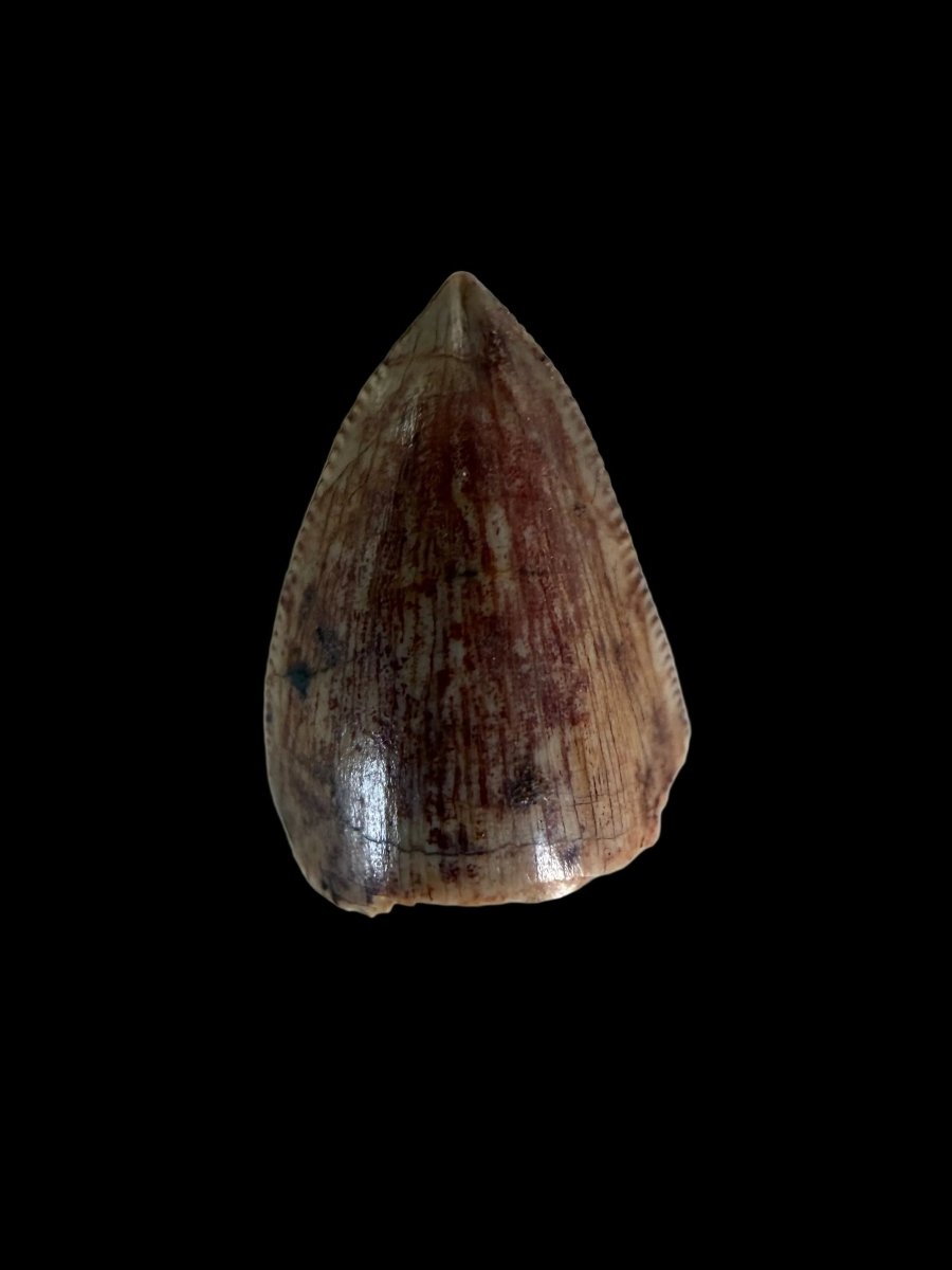 Redondasaurus, Phytosaur fossils tooth from Late Triassic, USA | 0.52" - FossilsAndMore