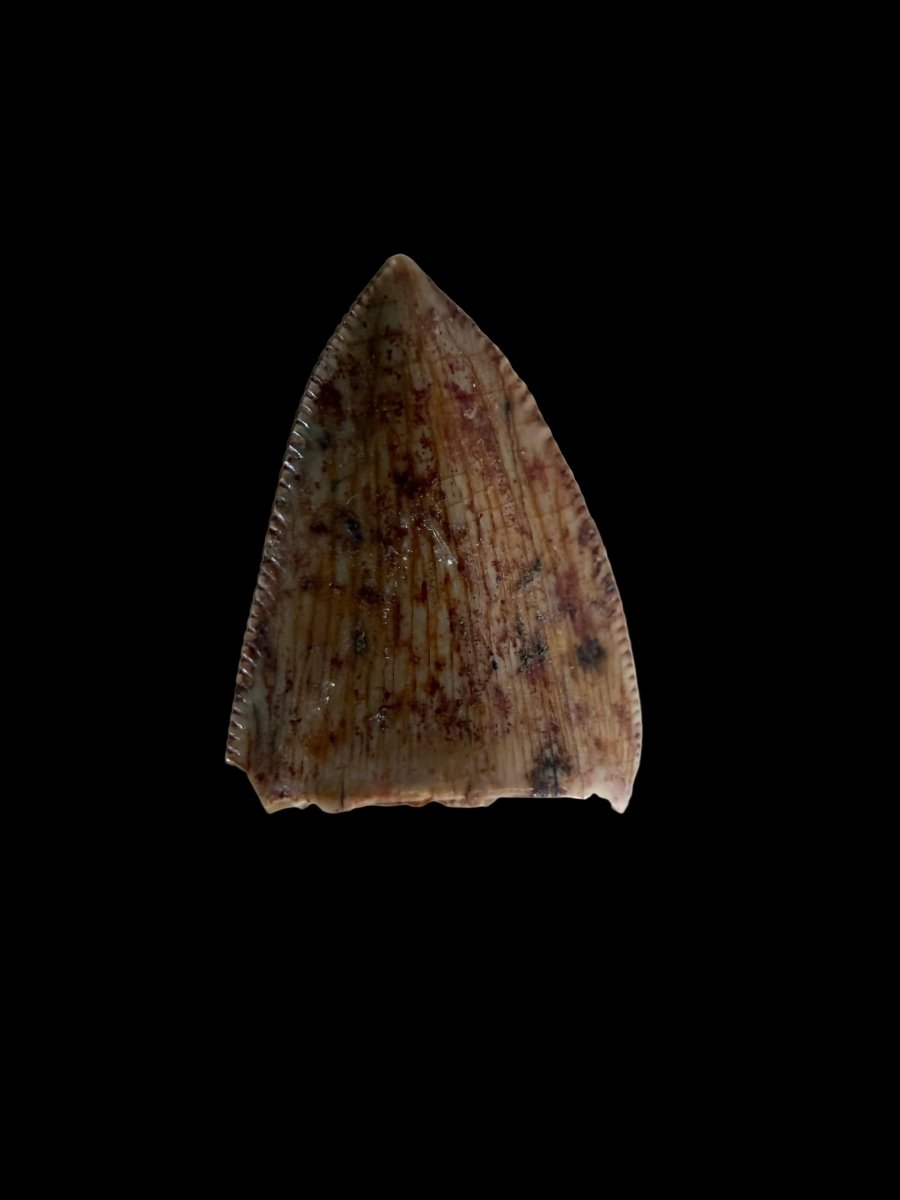 Redondasaurus, Phytosaur fossils tooth from Late Triassic, USA | 0.52" - FossilsAndMore