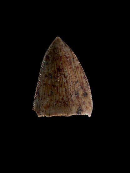 Redondasaurus, Phytosaur fossils tooth from Late Triassic, USA | 0.52" - FossilsAndMore