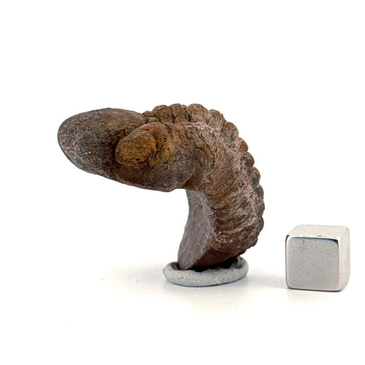 Reedops, Devonian Rolled - up Trilobite fossil from Morocco (2.30") - FossilsAndMore