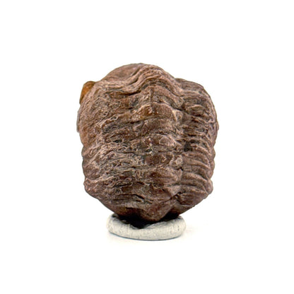 Reedops, Devonian Rolled - up Trilobite fossil from Morocco (2.30") - FossilsAndMore