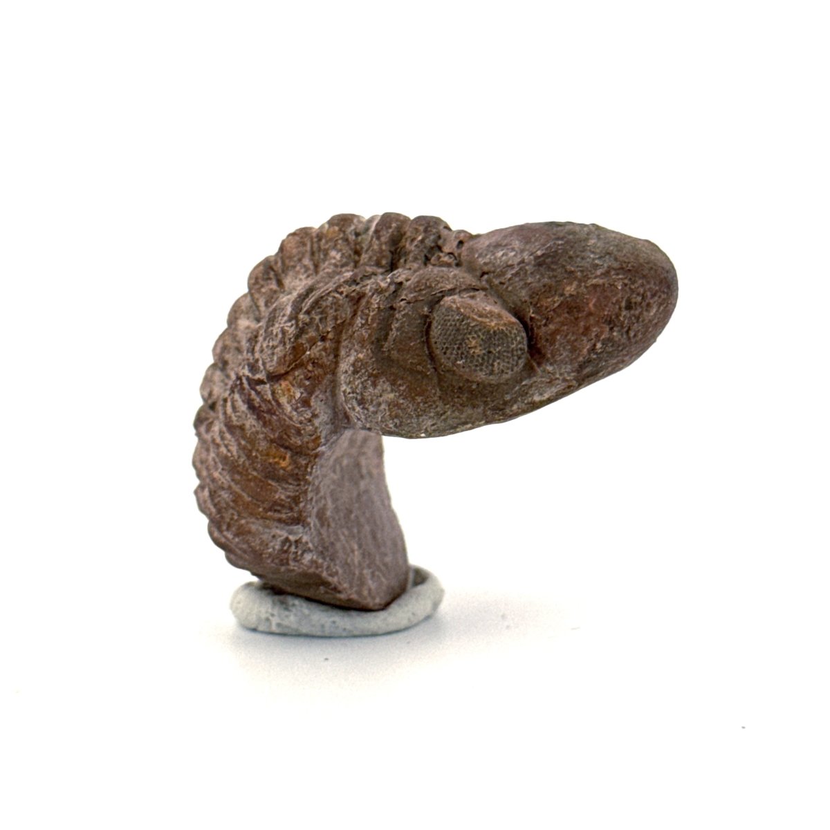 Reedops, Devonian Rolled - up Trilobite fossil from Morocco (2.30") - FossilsAndMore