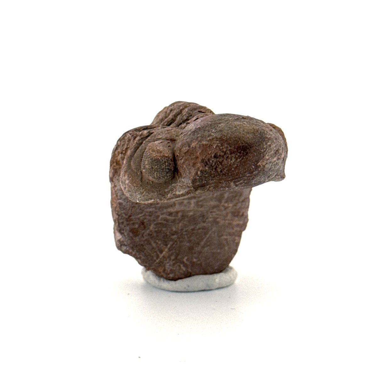 Reedops, Devonian Rolled - up Trilobite fossil from Morocco (2.30") - FossilsAndMore