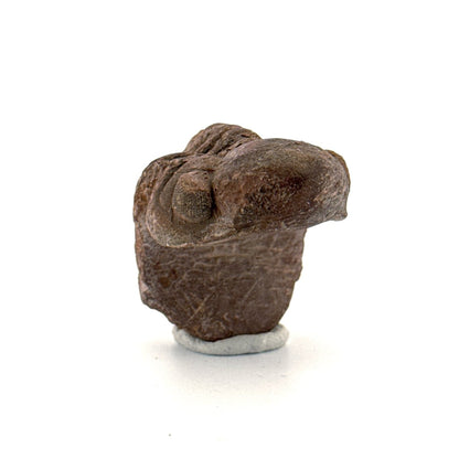 Reedops, Devonian Rolled - up Trilobite fossil from Morocco (2.30") - FossilsAndMore
