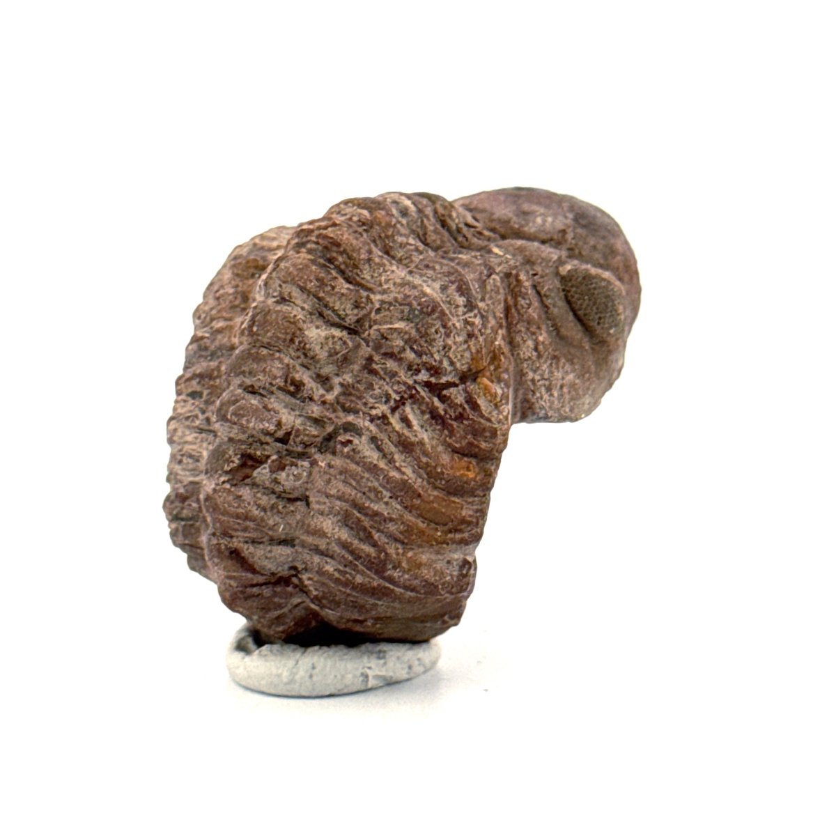 Reedops, Devonian Rolled - up Trilobite fossil from Morocco (2.30") - FossilsAndMore