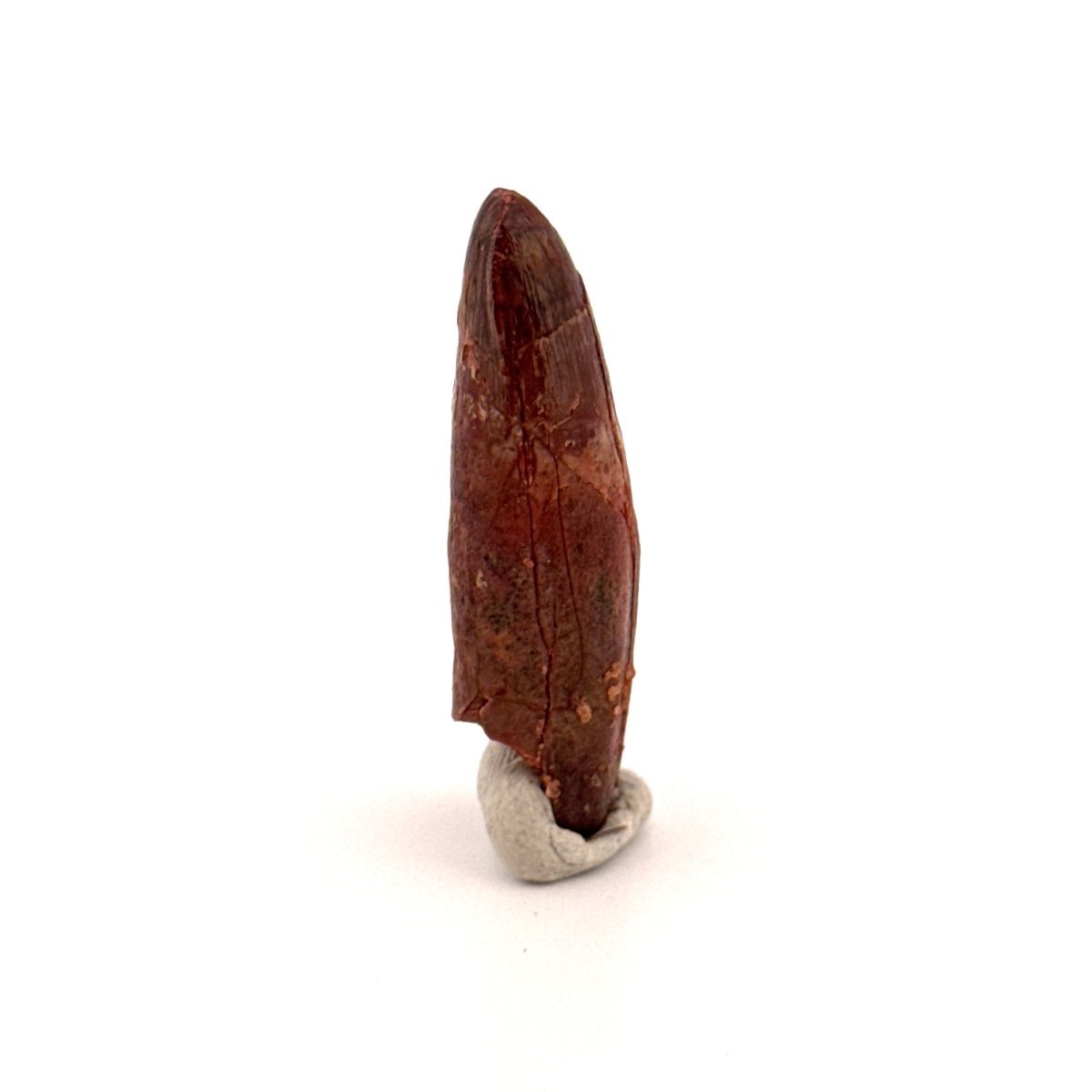 Rooted Elosuchus cherifiensis Fossil Tooth from Morocco (1.31") - FossilsAndMore