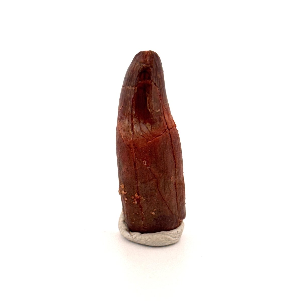 Rooted Elosuchus cherifiensis Fossil Tooth from Morocco (1.31") - FossilsAndMore