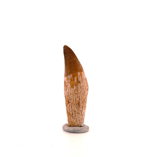 Rooted Mosasaur tooth from Late Cretaceous, Morocco (2.16") - FossilsAndMore