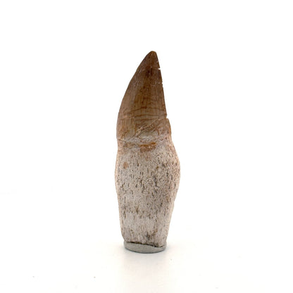 Rooted Mosasaur tooth from Late Cretaceous, Morocco (2.65") - FossilsAndMore