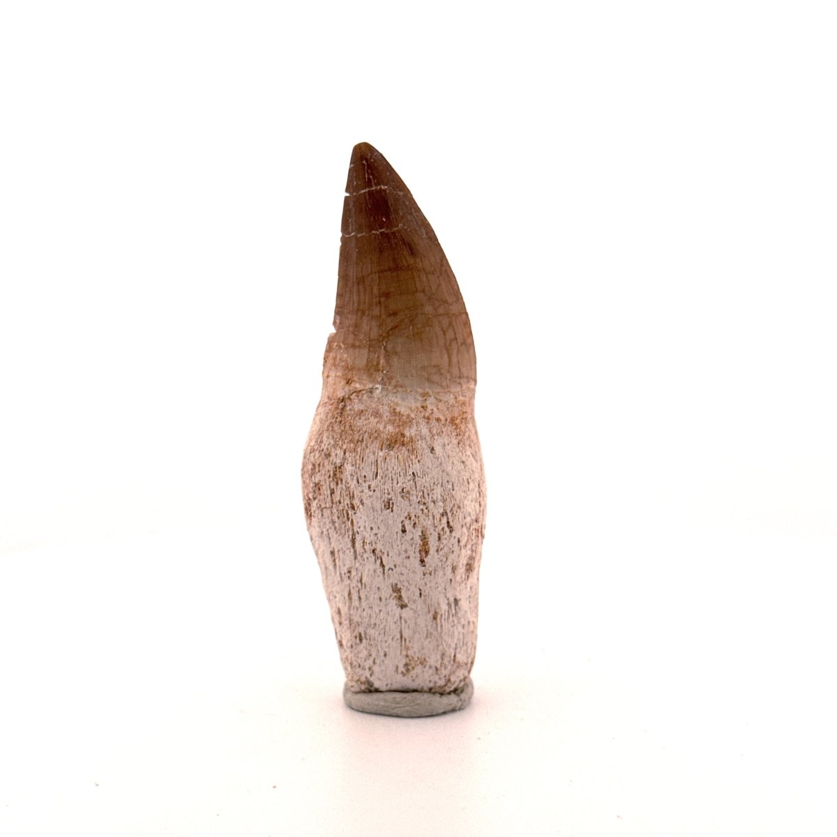 Rooted Mosasaur tooth from Late Cretaceous, Morocco (2.65") - FossilsAndMore