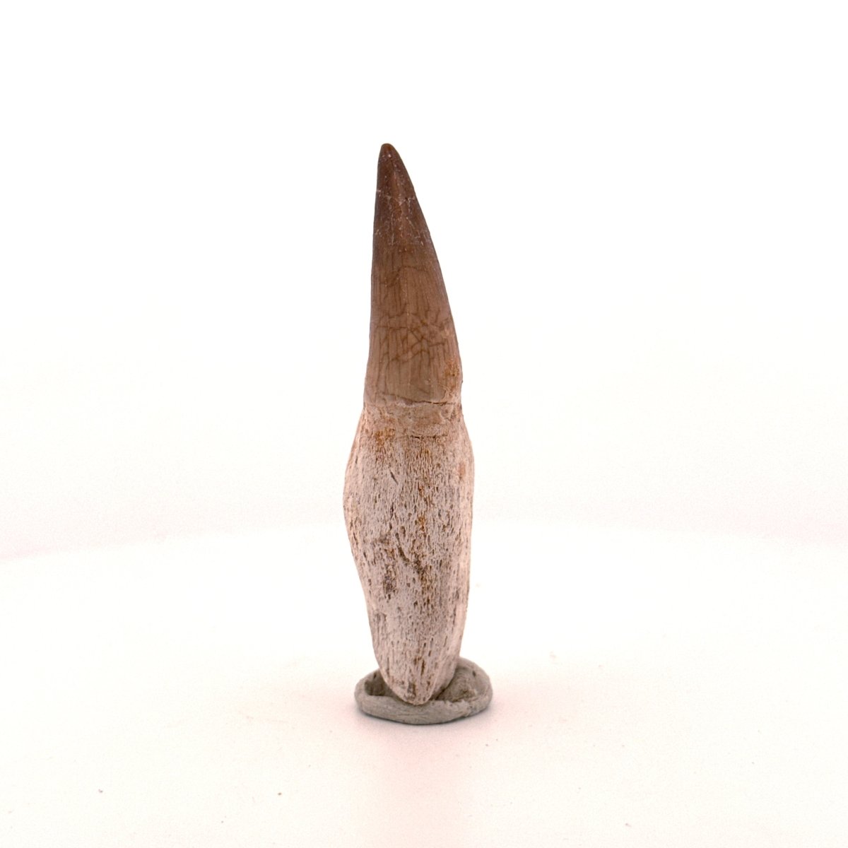 Rooted Mosasaur tooth from Late Cretaceous, Morocco (2.65") - FossilsAndMore