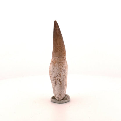 Rooted Mosasaur tooth from Late Cretaceous, Morocco (2.65") - FossilsAndMore