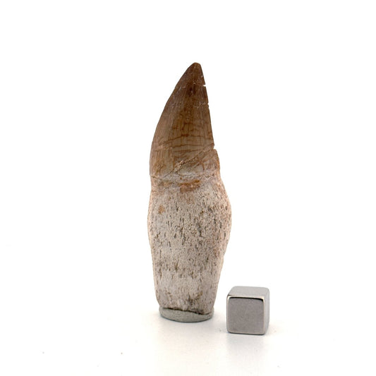 Rooted Mosasaur tooth from Late Cretaceous, Morocco (2.65") - FossilsAndMore