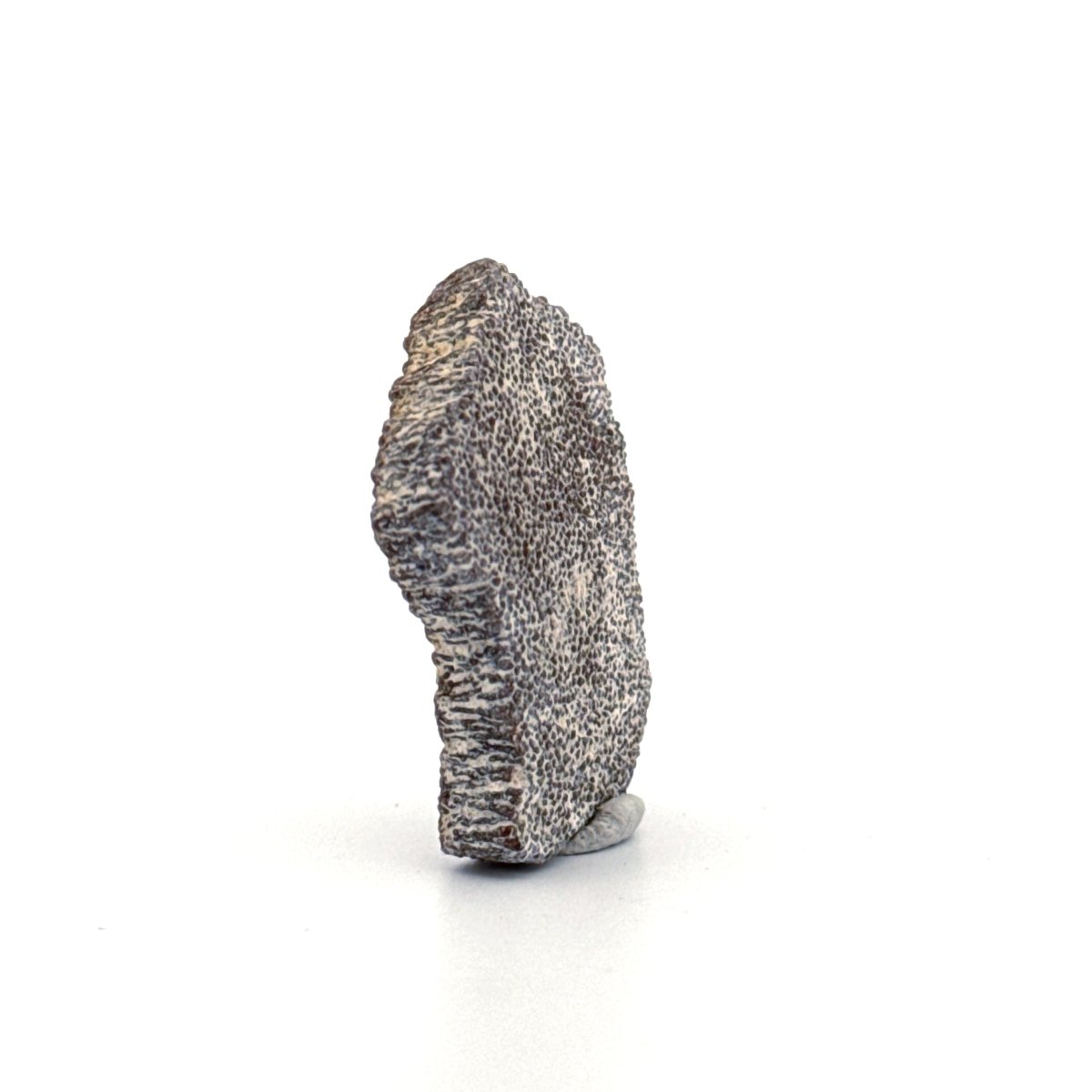Saltasaurus Dinosaur Eggshell Fossil (1.33") from Cretaceous, Argentina - FossilsAndMore