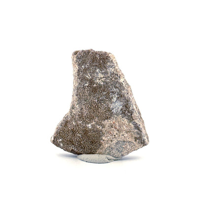 Saltasaurus Dinosaur Eggshell Fossil (1.41") from Cretaceous, Argentina - FossilsAndMore