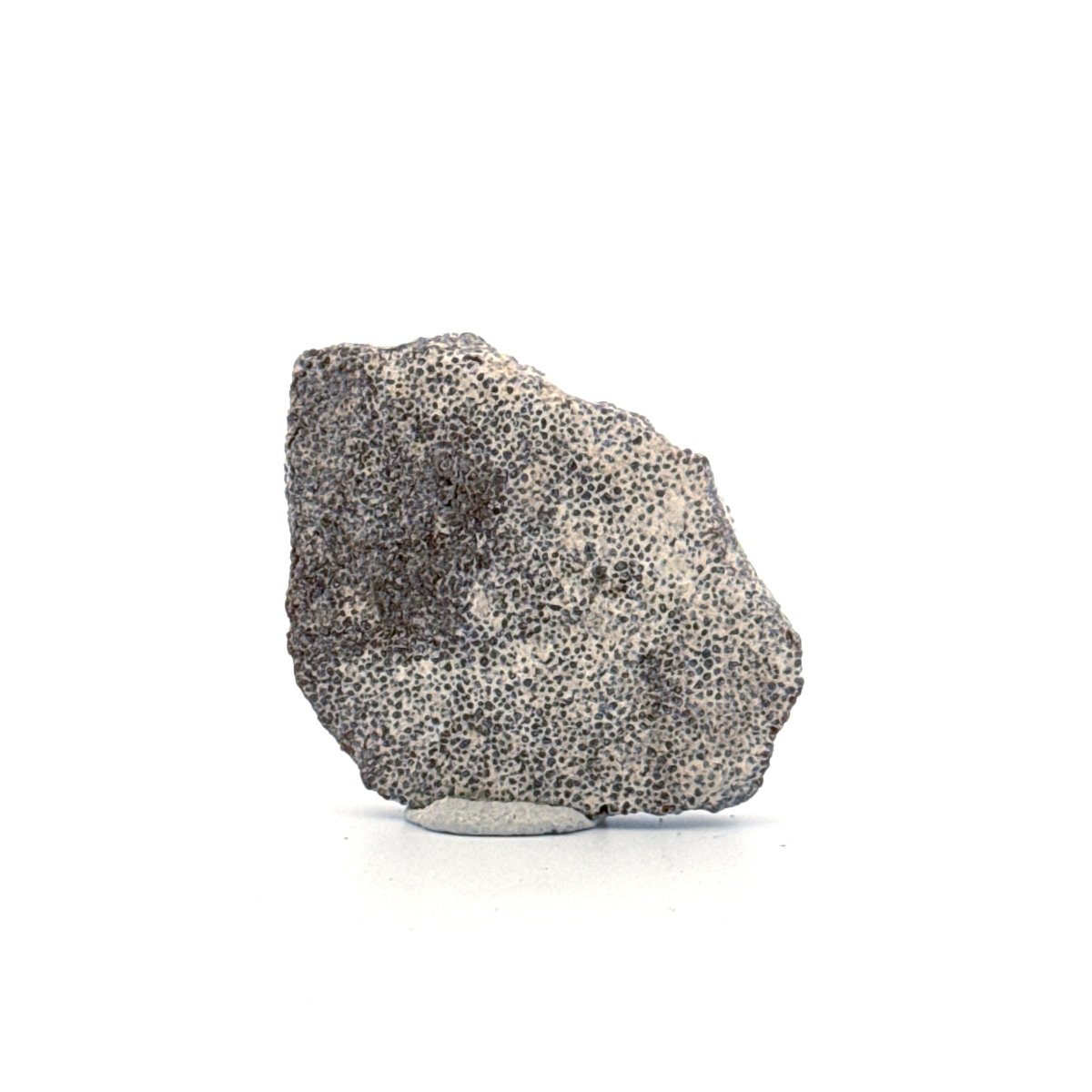 Saltasaurus Dinosaur Eggshell Fossil (1.42") from Cretaceous, Argentina - FossilsAndMore