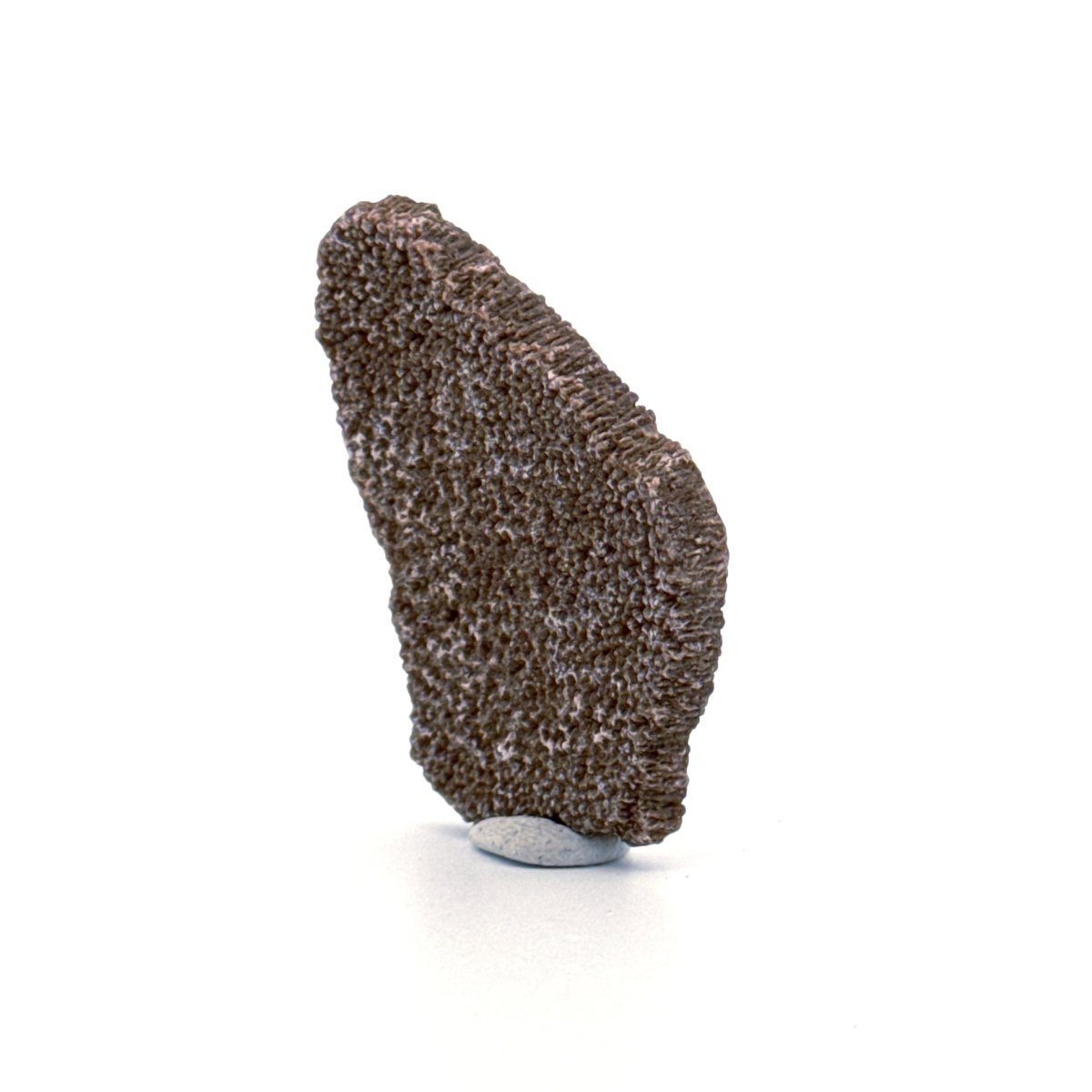 Saltasaurus Dinosaur Eggshell Fossil (1.59") from Cretaceous, Argentina - FossilsAndMore