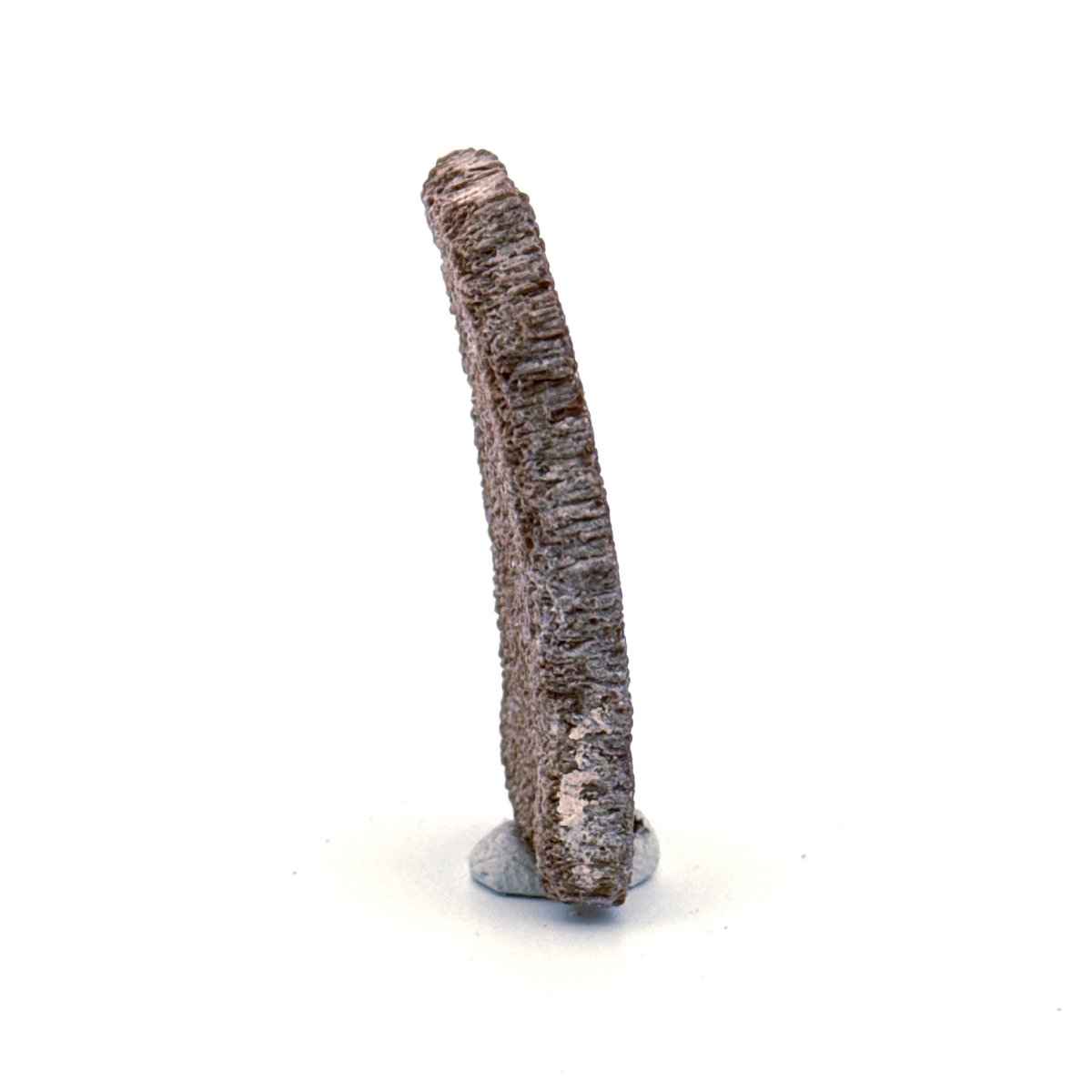 Saltasaurus Dinosaur Eggshell Fossil (1.74") from Cretaceous, Argentina - FossilsAndMore