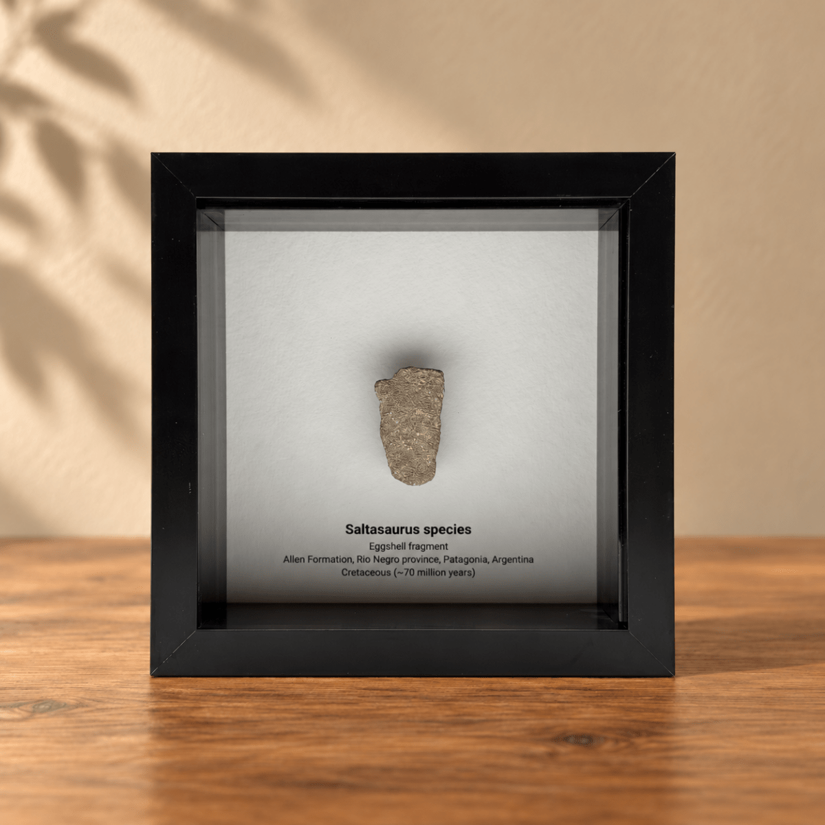 Saltasaurus eggshell fragment in Shadow Box Frame - FossilsAndMore