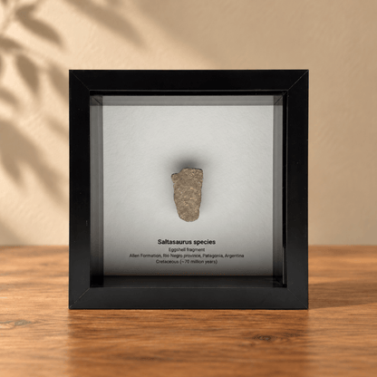 Saltasaurus eggshell fragment in Shadow Box Frame - FossilsAndMore