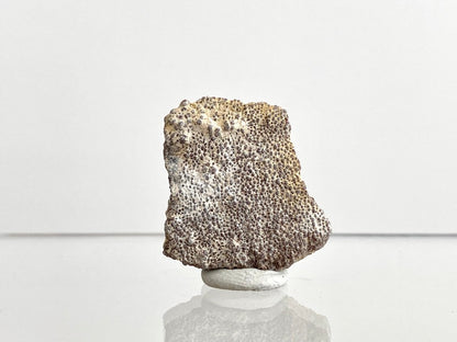 Saltasaurus Species, Dinosaur eggshell fossil (1.26") - FossilsAndMore