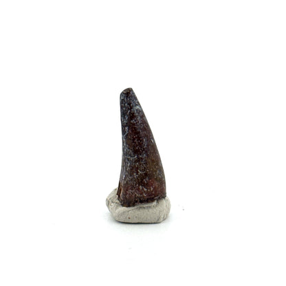 Sarcosuchus Imperator fossil tooth from Niger (0.86") - FossilsAndMore