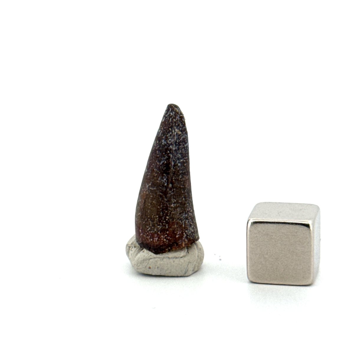 Sarcosuchus Imperator fossil tooth from Niger (0.86") - FossilsAndMore