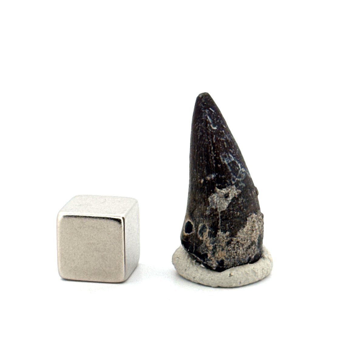 Sarcosuchus Imperator fossil tooth from Niger (0.97") - FossilsAndMore