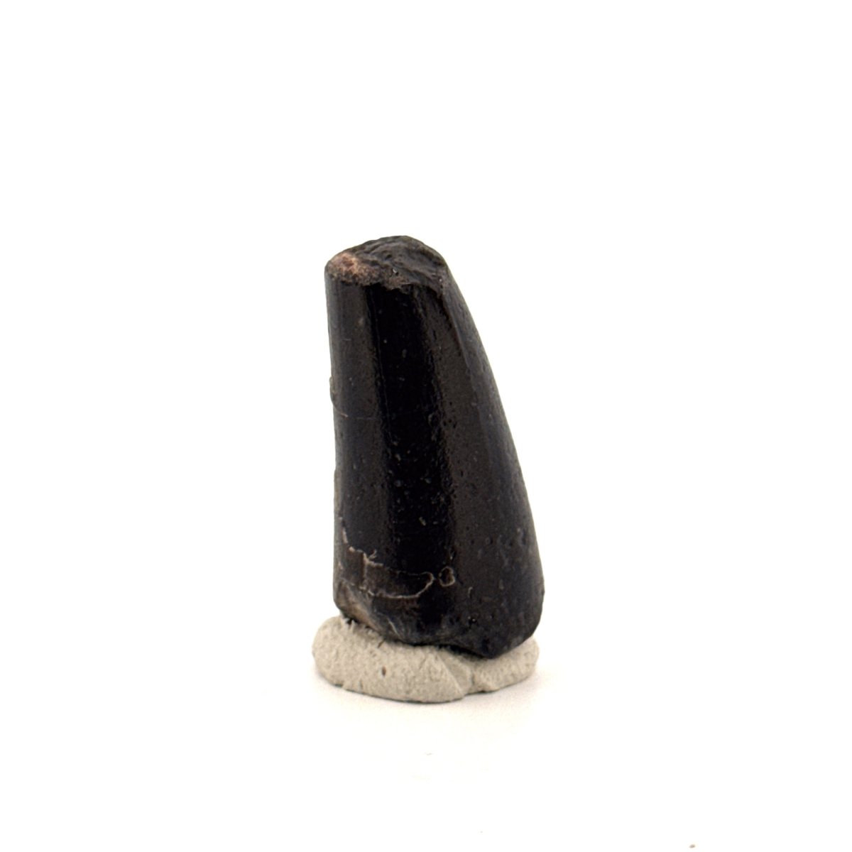 Sarcosuchus Imperator fossil tooth from Niger (1.27") - FossilsAndMore