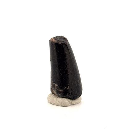 Sarcosuchus Imperator fossil tooth from Niger (1.27") - FossilsAndMore
