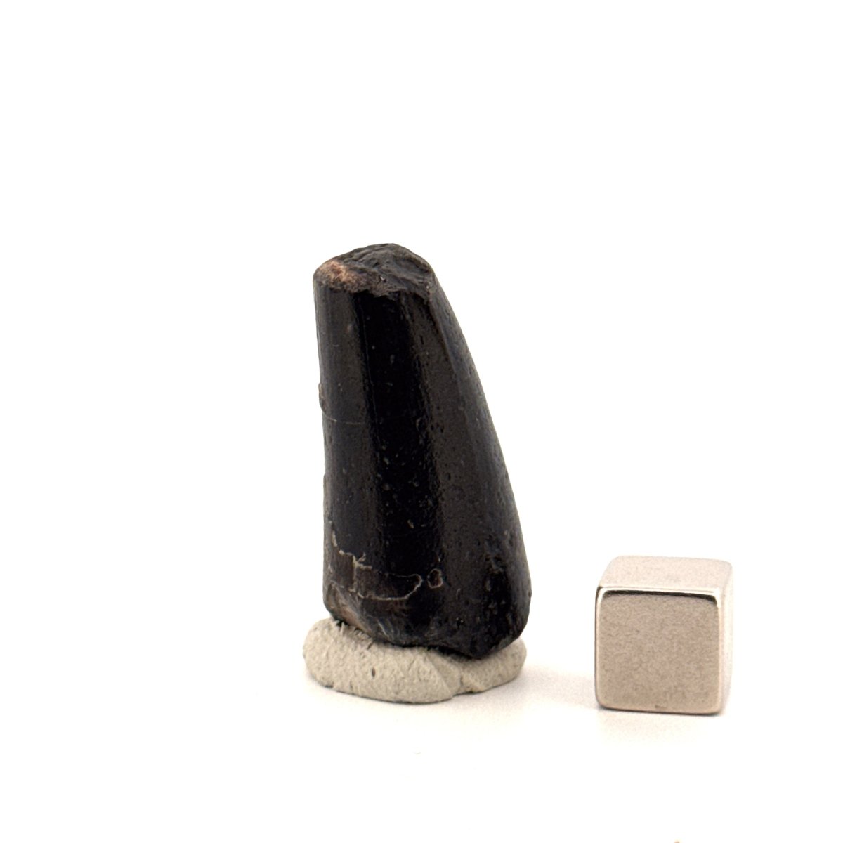 Sarcosuchus Imperator fossil tooth from Niger (1.27") - FossilsAndMore