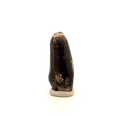 Sarcosuchus Imperator fossil tooth from Niger (1.34") - FossilsAndMore