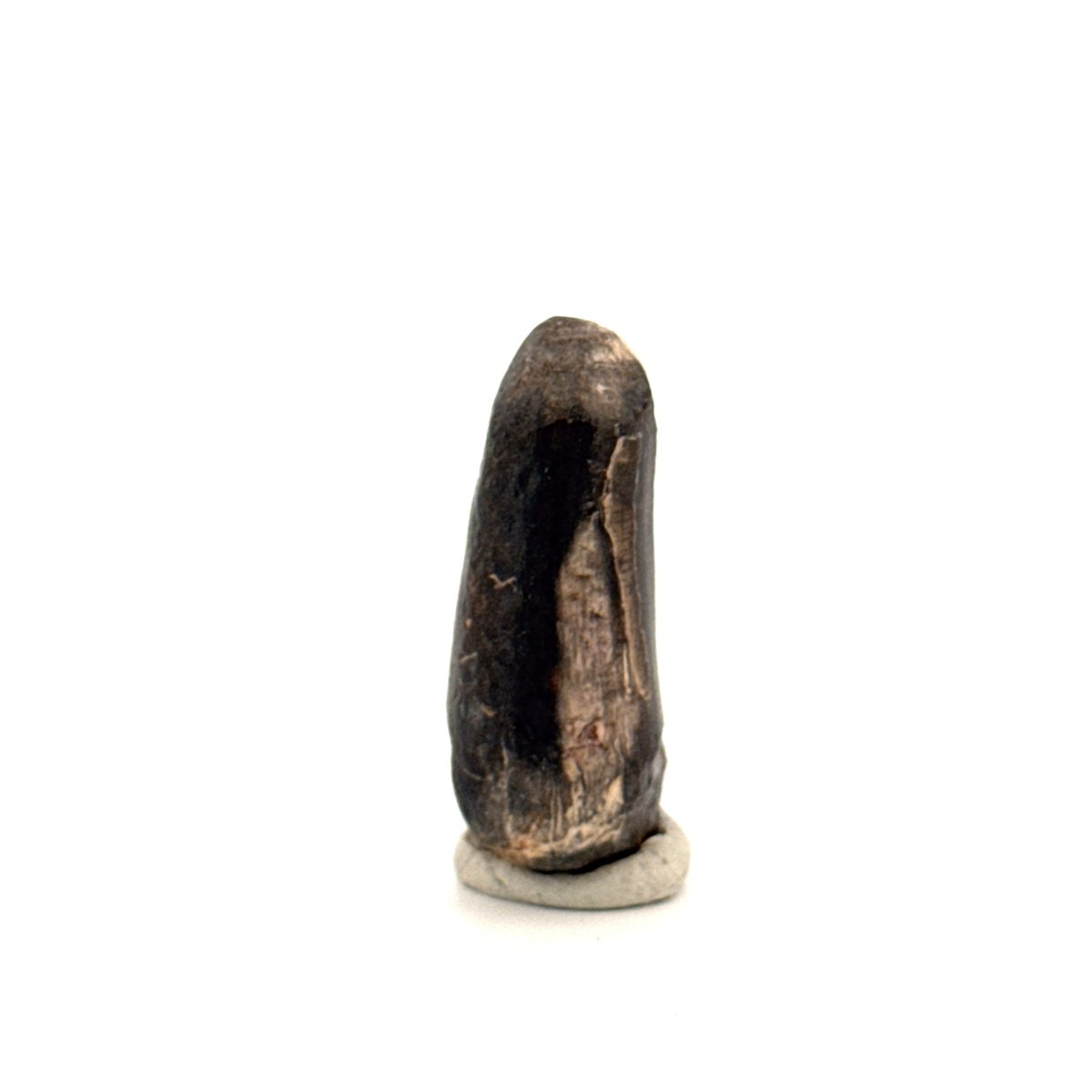 Sarcosuchus Imperator fossil tooth from Niger (1.34") - FossilsAndMore