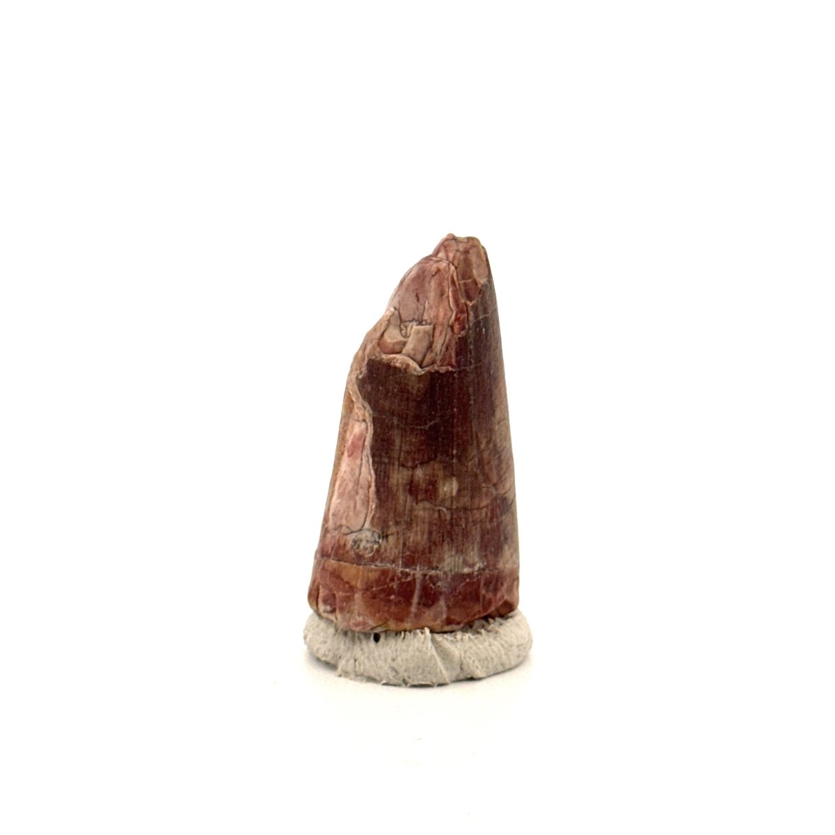 Sarcosuchus Imperator fossil tooth from Niger (1.35") - FossilsAndMore
