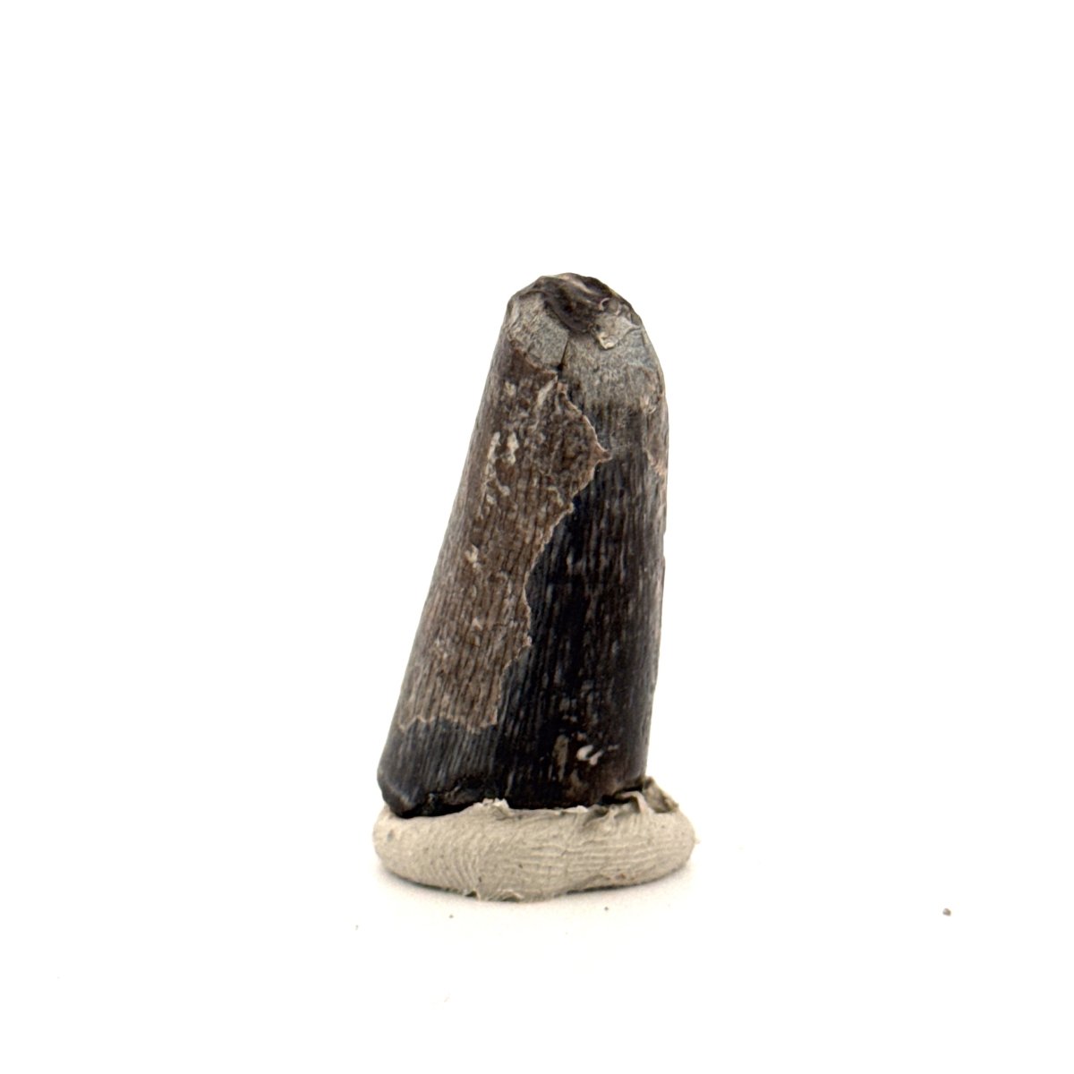 Sarcosuchus Imperator fossil tooth from Niger (1.43") - FossilsAndMore