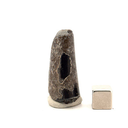 Sarcosuchus Imperator fossil tooth from Niger (1.43") - FossilsAndMore