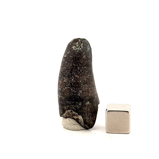 Sarcosuchus Imperator fossil tooth from Niger (1.46") - FossilsAndMore