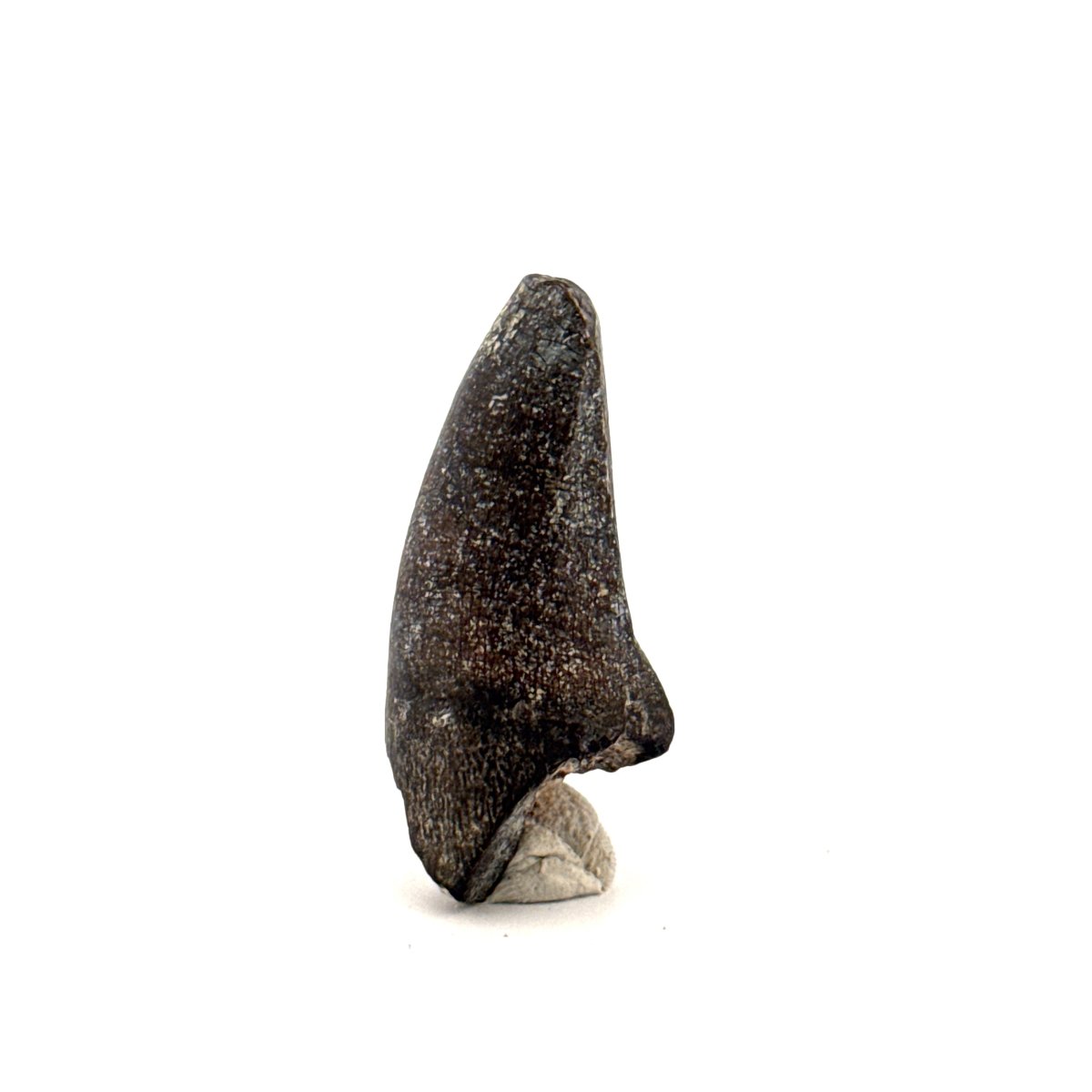 Sarcosuchus Imperator fossil tooth from Niger (1.46") - FossilsAndMore
