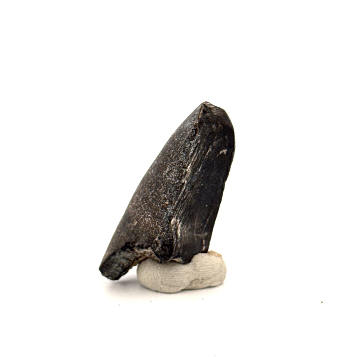 Sarcosuchus Imperator fossil tooth from Niger (1.46") - FossilsAndMore