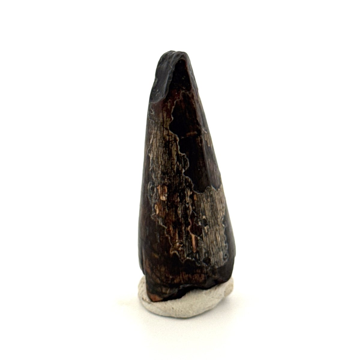 Sarcosuchus Imperator fossil tooth from Niger (1.53") - FossilsAndMore