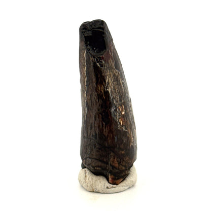 Sarcosuchus Imperator fossil tooth from Niger (1.53") - FossilsAndMore
