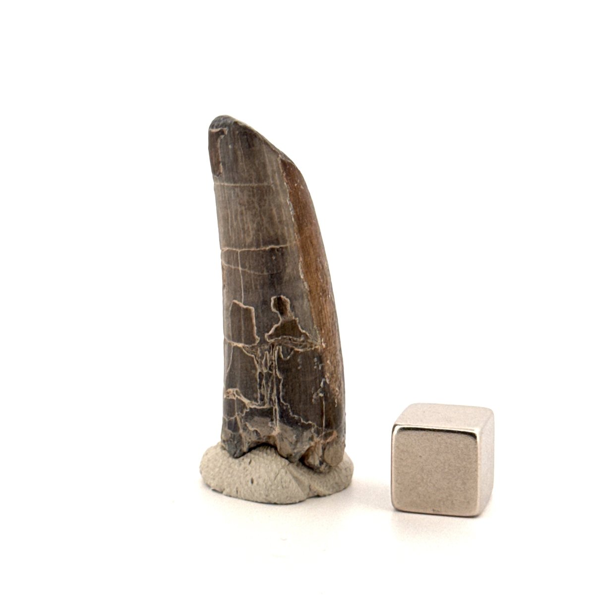 Sarcosuchus Imperator fossil tooth from Niger (1.55") - FossilsAndMore