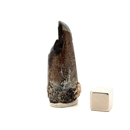 Sarcosuchus Imperator fossil tooth from Niger (1.67") - FossilsAndMore