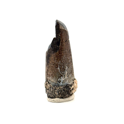 Sarcosuchus Imperator fossil tooth from Niger (1.67") - FossilsAndMore