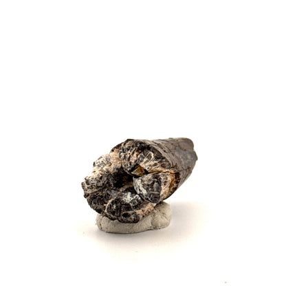 Sarcosuchus Imperator fossil tooth from Niger (1.70") - FossilsAndMore