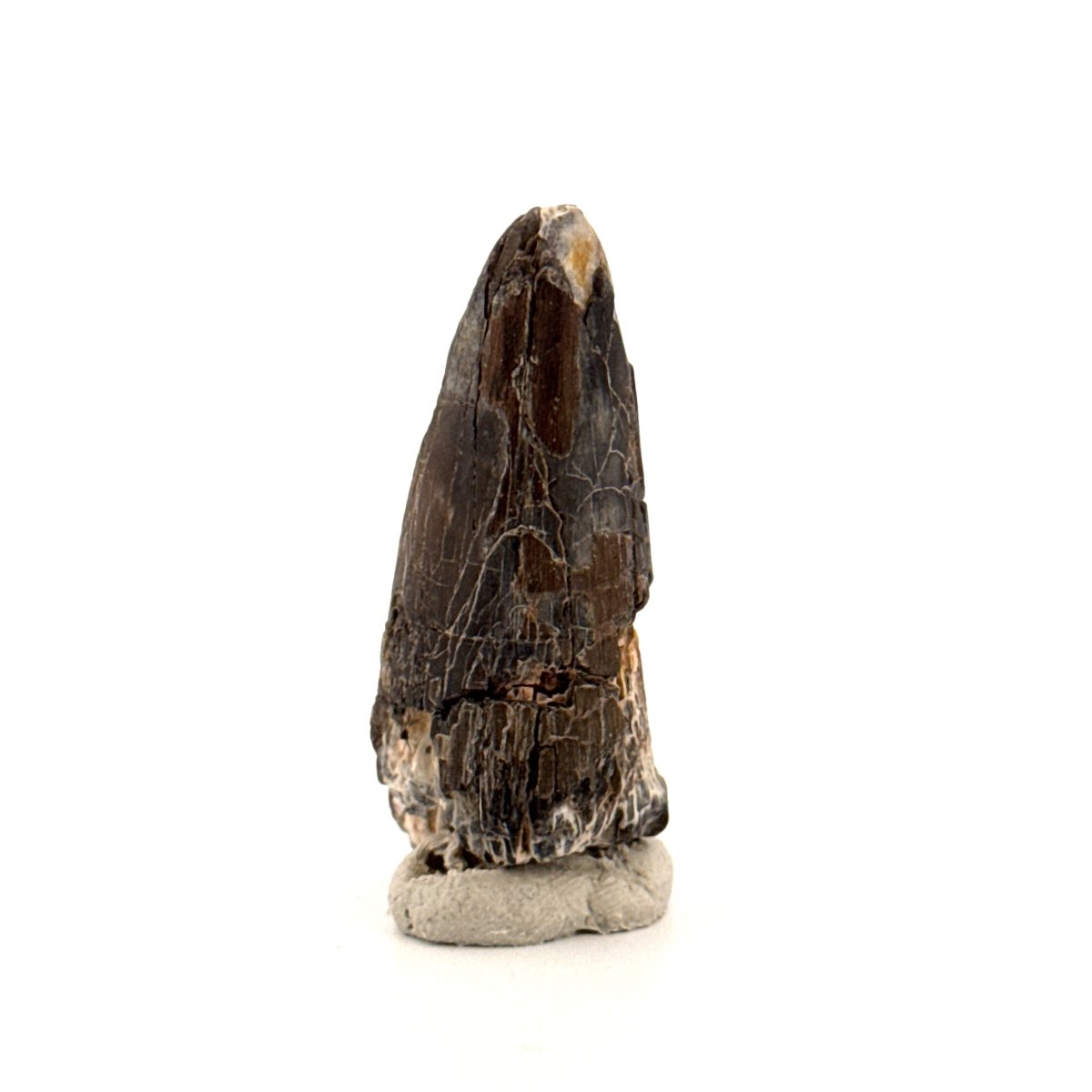 Sarcosuchus Imperator fossil tooth from Niger (1.70") - FossilsAndMore