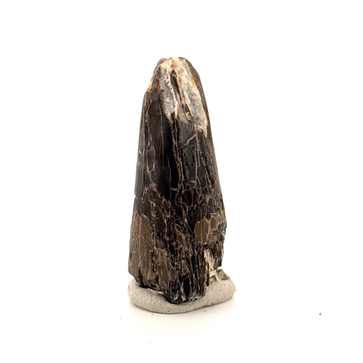 Sarcosuchus Imperator fossil tooth from Niger (1.70") - FossilsAndMore
