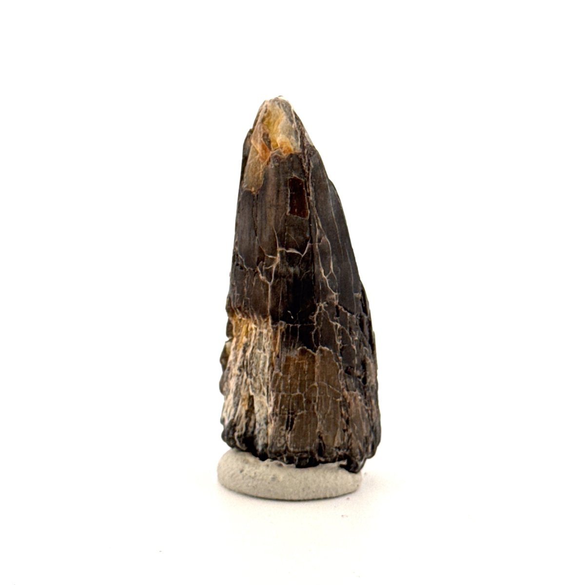 Sarcosuchus Imperator fossil tooth from Niger (1.70") - FossilsAndMore