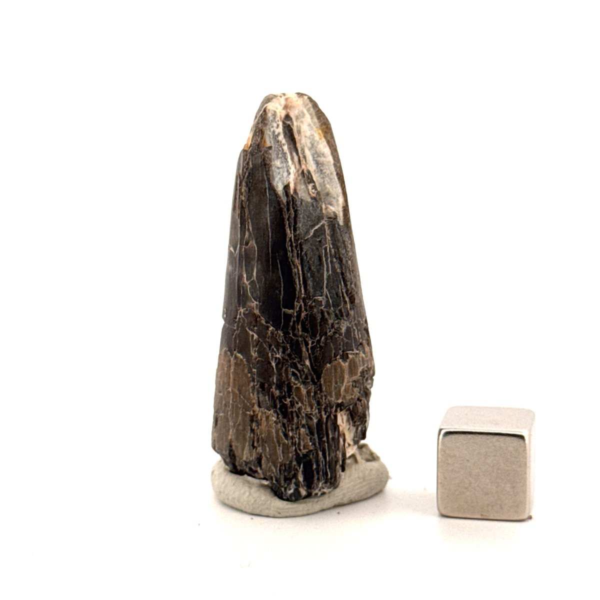 Sarcosuchus Imperator fossil tooth from Niger (1.70") - FossilsAndMore