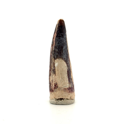 Sarcosuchus Imperator fossil tooth from Niger (2.04") - FossilsAndMore